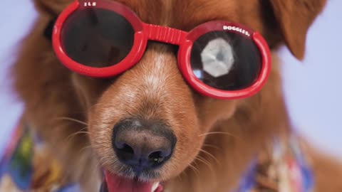 cool funny dog wearing red sunglasses with funny dress