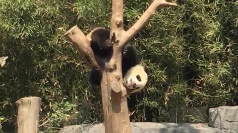 Panda's bed is a tree branch