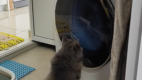 Cat fight with Washing Machine