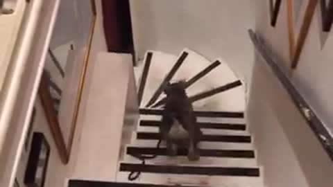 A reverse video of a grey dog walking downstairs