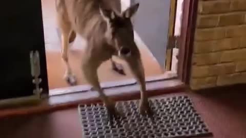 kangaroo Slowly Coming to my home