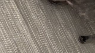 Doggy Discovers Doorstop