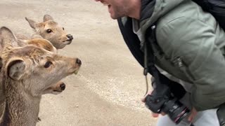 Deer Nips A Bit Too Close for Comfort