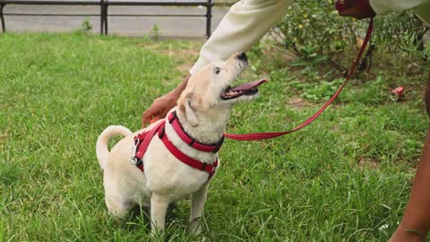 Giving Treats to her Dog #dogstagram #dogs #doglover