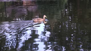 Goose Swimming in the River