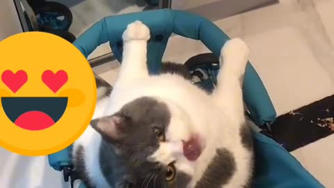 Cat vedio viral the man is sing a song with CAT