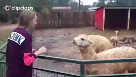 When human teased by animals
