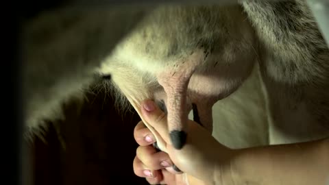 Close up female hands milking a cow. Close up on a woman milking a cow at a livestock farm