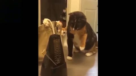 Cat reaction to toy