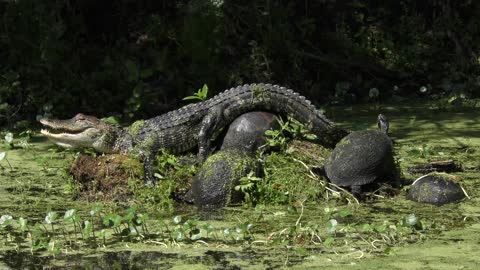 Young alligator and turtles