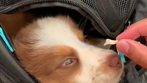 Owner discovers easiest way to wake sleepy puppy