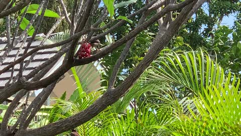 #Back Yard Birds Hawai’i Common Mynah