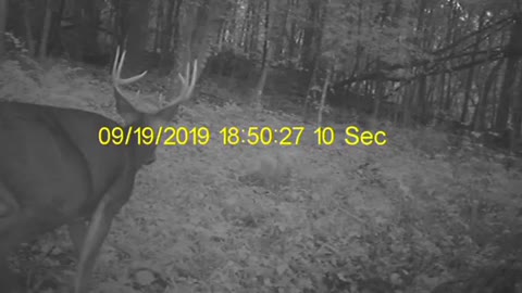 2019 Cabela’s cam