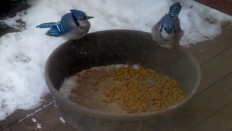 Real life Angry Birds fight over cat food