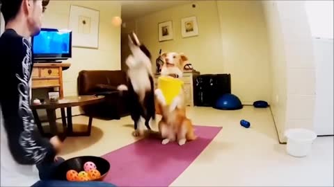 dog playing volleyball with the ball