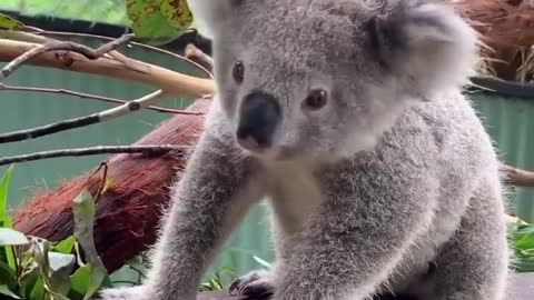 Adorable Koala