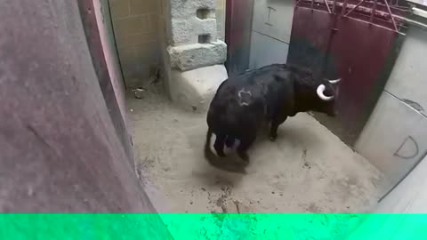 very Dangerous Bulls Fight video to watch