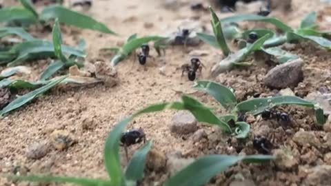 Ants Are Better Than Most High School Students- HARDWORKING ANTS