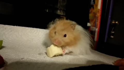 Fat Hamster munching on fruit