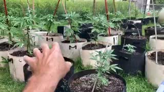 Pure middle Michigan Derek hunter marijuana grow