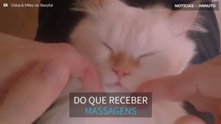 Gato relaxa profundamente ao receber massagem