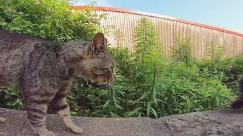 Two cats Arguing who's better looking.