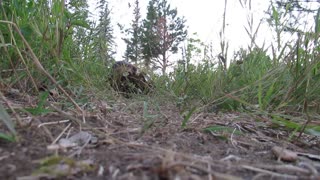 Beaver From an Ants Point of View