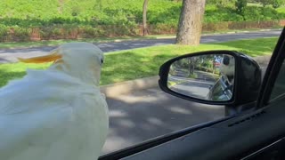 Bird Enjoys Feeling the Wind in Its Feathers