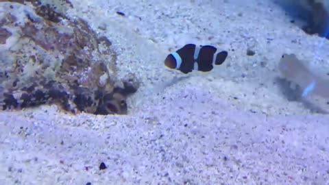 Two Fish Fight by Spitting Sand on Each Other