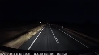 Driver Barely Makes it Through Herd of Cattle