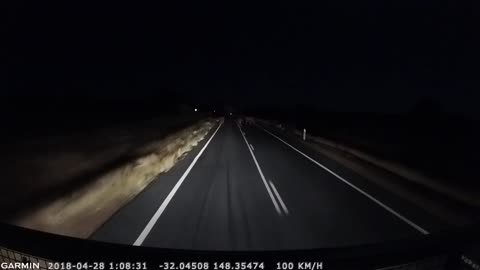 Driver Barely Makes it Through Herd of Cattle