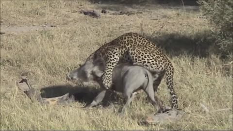 Leopard Kills Wild Boar