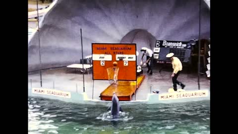 Sea Lion and Dolphin Shows at the Miami Seaquarium in January 1969 [no sound]