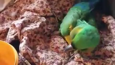 macaw sings along