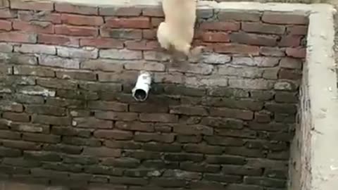 Best Dogs Jumps Out of Deep Pit