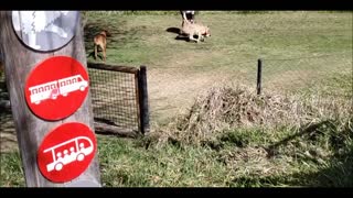 cheetah running