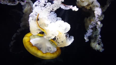 Amazing Close shot of a Jellyfish