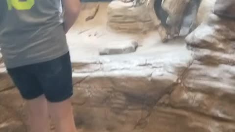 Meerkat at Pittsburgh Zoo