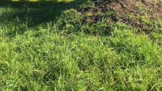 Black and white dog on back grass