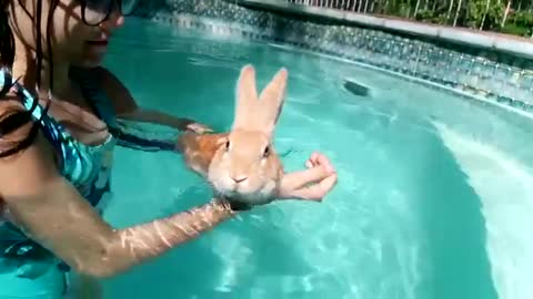 Super relaxed bunny rabbit floats in the pool