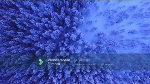 Dense Forest Covered In Blanket Of Snow