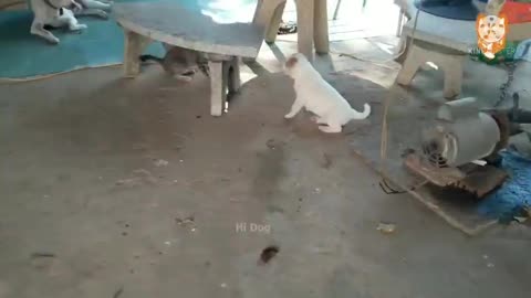 Cute puppy fighting with cat try not to laugh