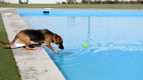 Maxi the Dog Jumps into Pool after a Toy