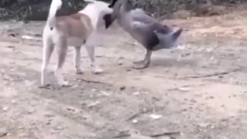 Duck vs Dog Fight
