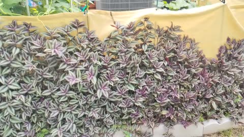 Wandering Jew ground cover ❣️