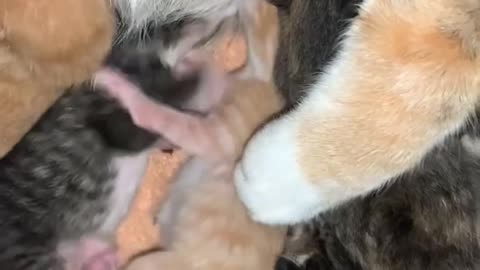 Newborn Kitten Living Up To Orange Cat Status