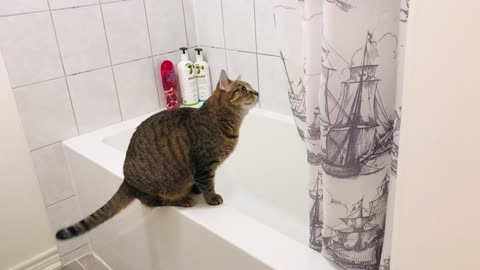 Video of a Cat in the Bathroom