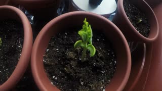 Plant Time-lapse Video