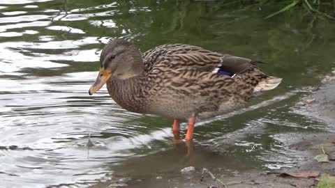 Ducks look for food in a pond
