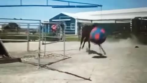 Horse loves his HUGE ball!